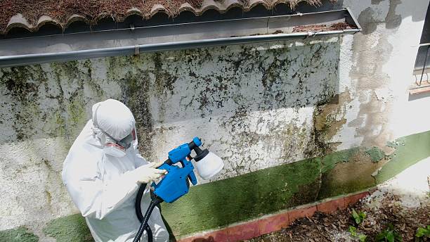 Top rated local Mold Remediation specialists in Abingdon, MD